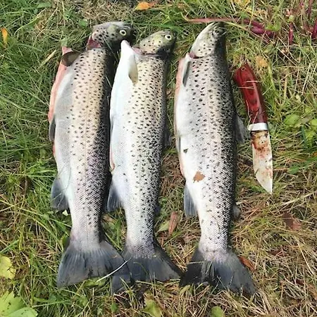 Дом отдыха Lofoten Med Nydelig Beliggenhet Ved Vannet