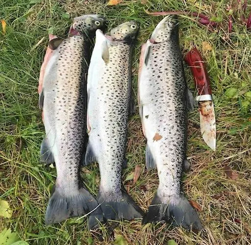Ferienhaus Flott Og Naust Med Beliggenhet Ved Vannet!